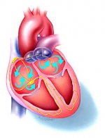 Smaakstoffen oorzaak van hartritmestoornissen?